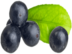 Acai Berry, Superfood, Nutrient-Rich, Amazonian Fruit, Antioxidants PNG