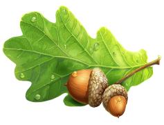 Acorn, Growth, Nature, Nut, Forest PNG