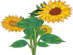 Aesthetic Sunflower, Cheerful, Bright, Nature, Summer PNG
