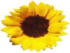 Aesthetic Sunflower, Summer, Yellow, Floral, Nature PNG
