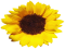 Aesthetic Sunflower, Summer, Yellow, Floral, Nature PNG