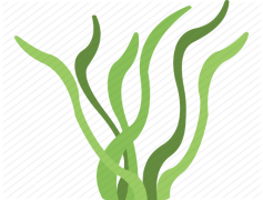 Algae, Organism, Biodiversity, Marine, Algal PNG