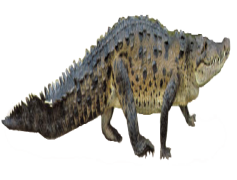 Alligator, Conservation, Swamp, Ecosystem, Wildlife PNG