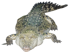 Alligator, Swamp, Predator, Reptile, Wildlife PNG