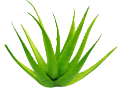 Aloe Vera, Soothing Gel, Skin Care, Wellness Benefits, Natural Remedy PNG