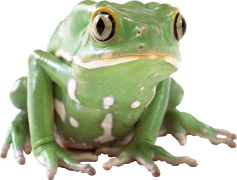 Amphibian Frog, Jumping, Habitat, Cold-Blooded, Aquatic PNG