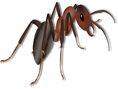Ants, Foraging, Insects, Behavior, Colony PNG
