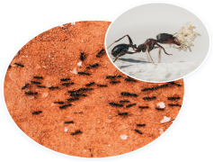 Ants, Nest, Social, Colony, Foraging PNG