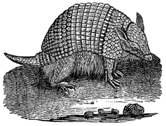 Armadillo, Wildlife, Animal, Nature, Burrowing PNG