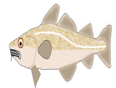 Atlantic Cod, Aquaculture, Seafood, Marine, Cuisine PNG