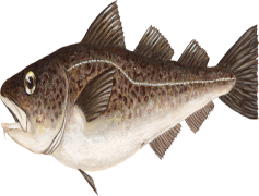 Atlantic Cod, Marine Life, Fish Species, Fisheries, Conservation Status PNG