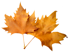 Autumn Aesthetic Theme, Cozy Vibes, Nature Palette, Harvest Festival, Crisp Air PNG