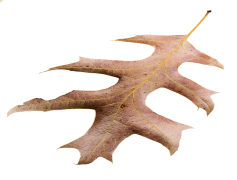 Autumn Aesthetic Theme, Rustic Charm, Warm Tones, Pumpkin Spice, Harvest Festival PNG