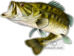 Bass Fish, Wildlife, Sport Fishing, Angling, Conservation PNG