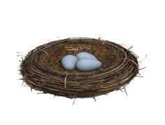 Bird Nest Eggs, Habitat, Conservation, Nature, Eggs PNG