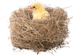 Bird Nest, Nesting, Birds, Eggs, Wildlife PNG