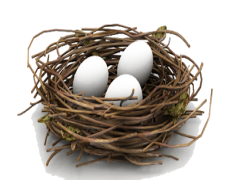 Bird Nest White Eggs, Ornithology Nature, Avian Eggs, Wildlife Nest, Organic Habitat PNG