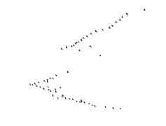 Birds Transparent PNG