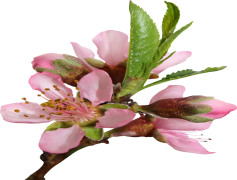 Blossom, Beauty, Nature, Flower, Garden PNG