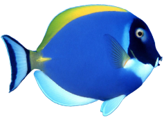 Blue Fish, Colorful, Marine, Habitat, Ocean PNG
