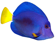 Blue Fish, Ocean, Swimming, Wildlife, Colorful PNG
