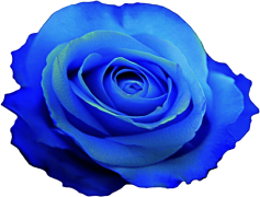 Blue Flower, Beauty, Serenity, Bloom, Nature PNG