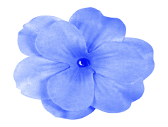 Blue Flower, Bloom, Garden, Floral, Petals PNG