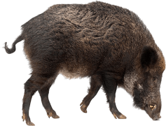 Boar, Mammal, Nature, Animal, Wildlife PNG