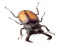 Bug, Insect, Arachnid, Creature, Beetle PNG