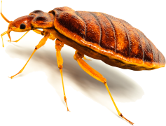 Bug Issue, Bug Analysis, Bug Report, Bug Fix, Bug Identification PNG