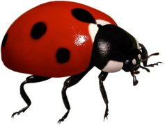 Bug Report, Bug Issue, Bug Tracker, Bug Management, Bug Alert PNG