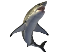 Bull Shark, Aggressive Behavior, Coastal Waters, Freshwater Habitat, Adaptable Species PNG
