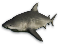 Bull Shark, Aggressive Species, Freshwater Adaptation, Coastal Predator, Apex Hunter PNG