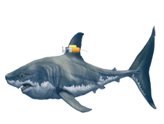 Bull Shark, Powerful Swimmer, Aggressive Species, Unique Physiology, Tropical Waters PNG