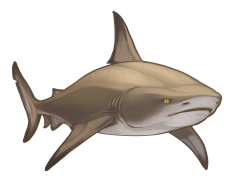 Bull Shark, Tropical Waters, Aggressive Species, Coastal Predator, Freshwater Adaptation PNG