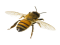 Bumblebee Insect, Nectar, Honey, Pollinator, Bumble PNG