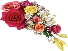 Bunch, Cluster, Ensemble, Variety, Group PNG