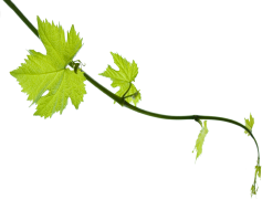 Bunch Grape Vine Leaf, Green Foliage, Vine Texture, Organic Shape, Leaf Veins PNG