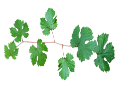 Bunch Grape Vine Leaf, Nature, Agriculture, Vine, Greenery PNG