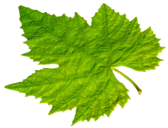 Bunch Grape Vine Leaf, Nature Element, Vineyard Scene, Vine Plant, Organic Growth PNG