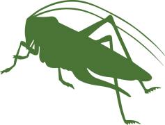 Bush Crickets, Biodiversity, Wildlife Observation, Insect Life, Nature Sounds PNG