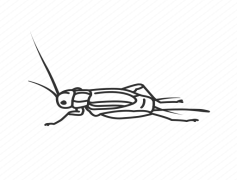 Bush Crickets, Chirping, Entomology, Sound, Insects PNG