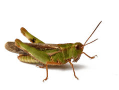 Bush Crickets, Chirping, Sound, Habitat, Biodiversity PNG