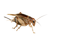 Bush Crickets, Species, Insects, Vibrations, Habitat PNG