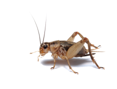 Bush Crickets, Wildlife, Insects, Habitat, Nature PNG