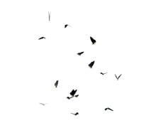 Butterflies Swarm PNG Clipart