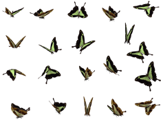 Butterflies Swarm PNG File