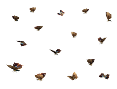 Butterflies Swarm PNG Transparent Image