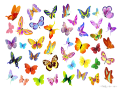 Butterflies Vector PNG File