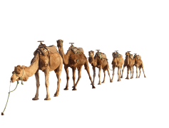 Camels, Desert, Caravan, Hump, Dromedary PNG